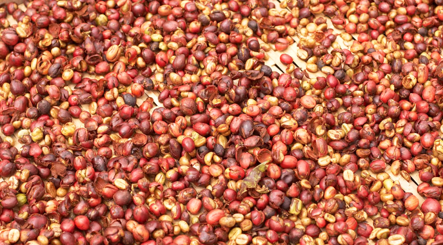 Graines de café de Lampung