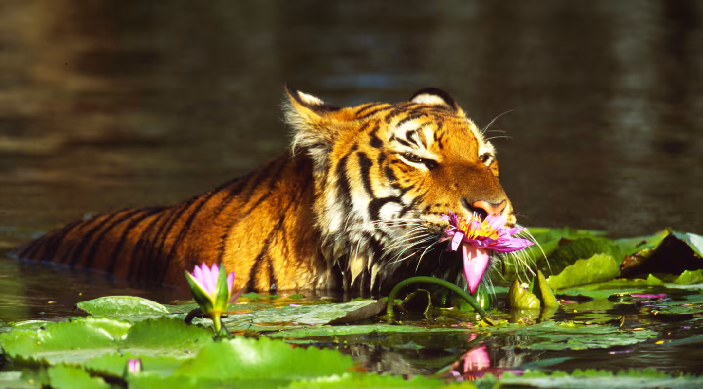 Tigre indien (Panthera tigris) humant des nénuphars, Thaïlande