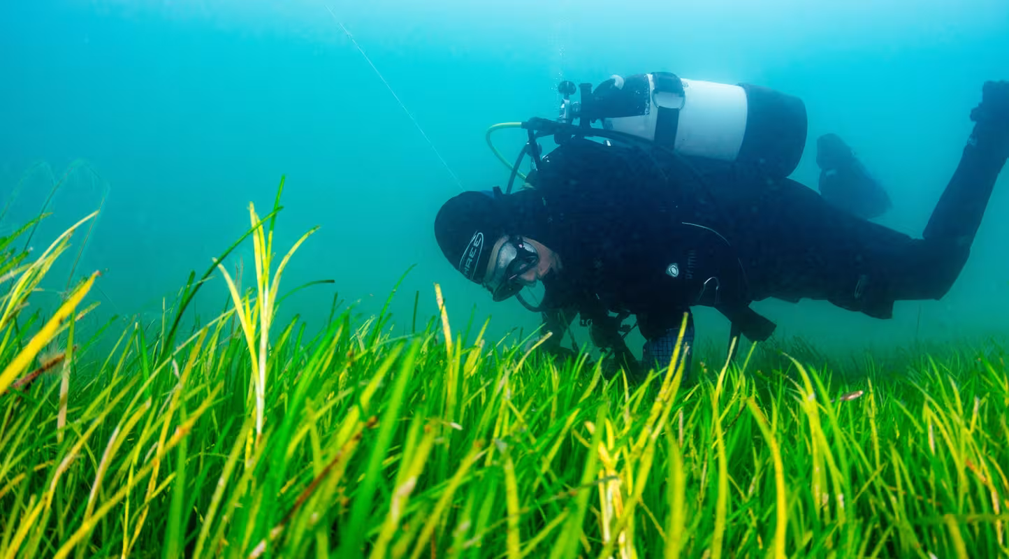 Des plongeurs volontaires du Projet Seagrass ramassent des graines de plantes marines au fond de la mer. Porthdinllaen, Pays de Galles. Royaume-Uni.
