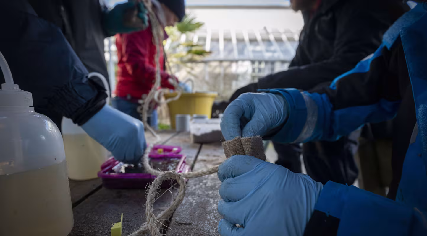 L'équipe et les bénévoles de l'université de Swansea  préparent le dispositif de graines d'herbiers marins. Ils attachent des sacs de graines d'herbiers marins et de sable à des lignes de corde.