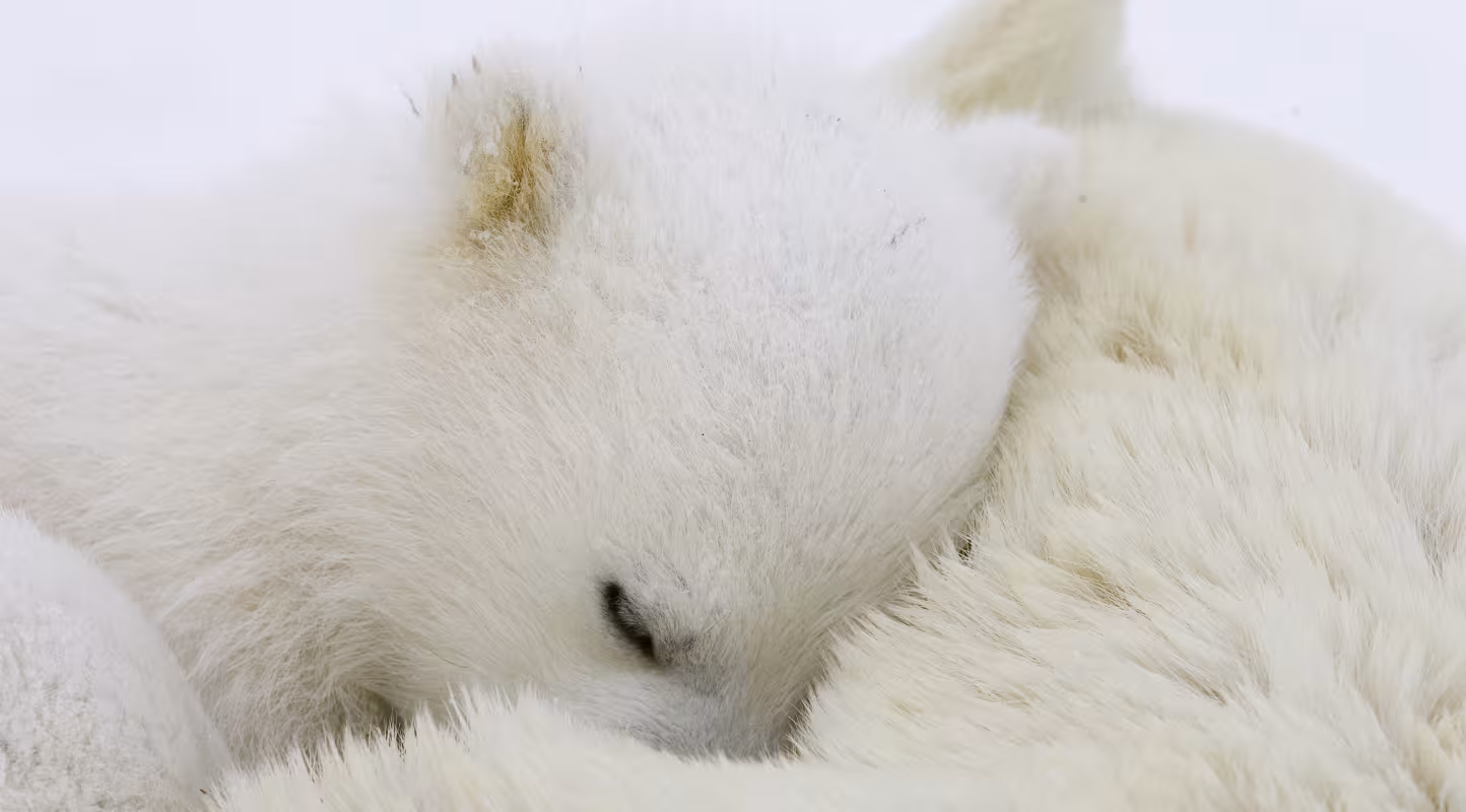 Ours polaire (Ursus maritimus) emmitouflé dans sa maman, Manitoba, Canada