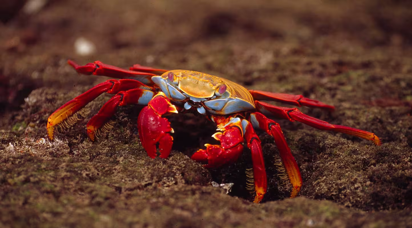 Grapsus grapsus