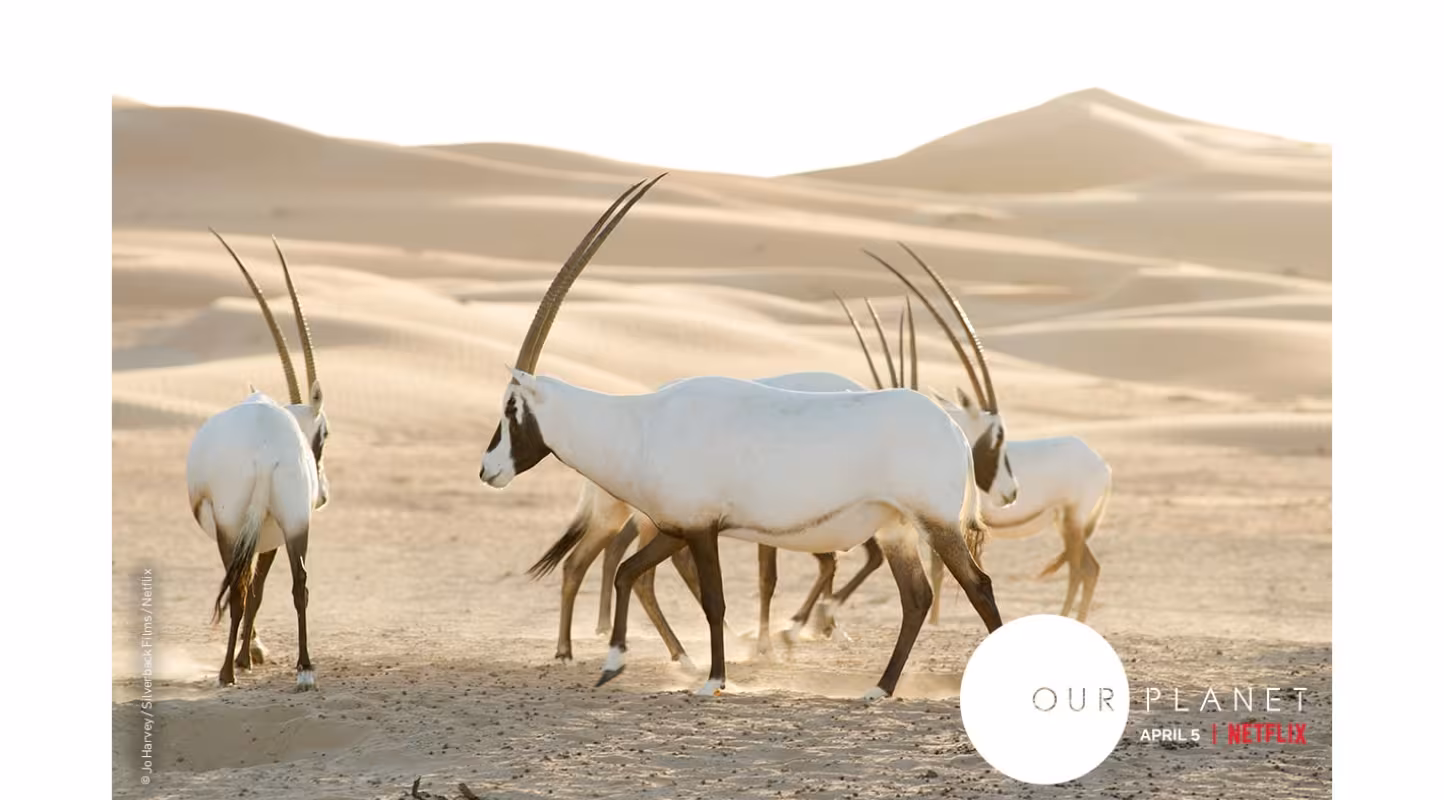 Our Planet (Notre Planète) la série documentaire événement de Silverback Films, Netflix en collaboration avec WWF, disponible le 5 avril 2019.