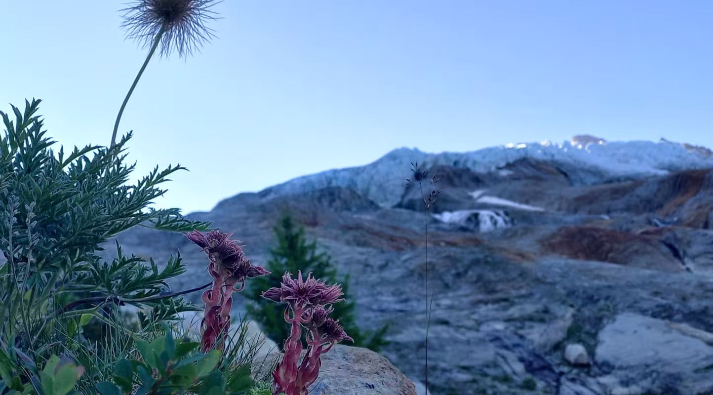 CP - Ice&Life - Alpes zoom plantes