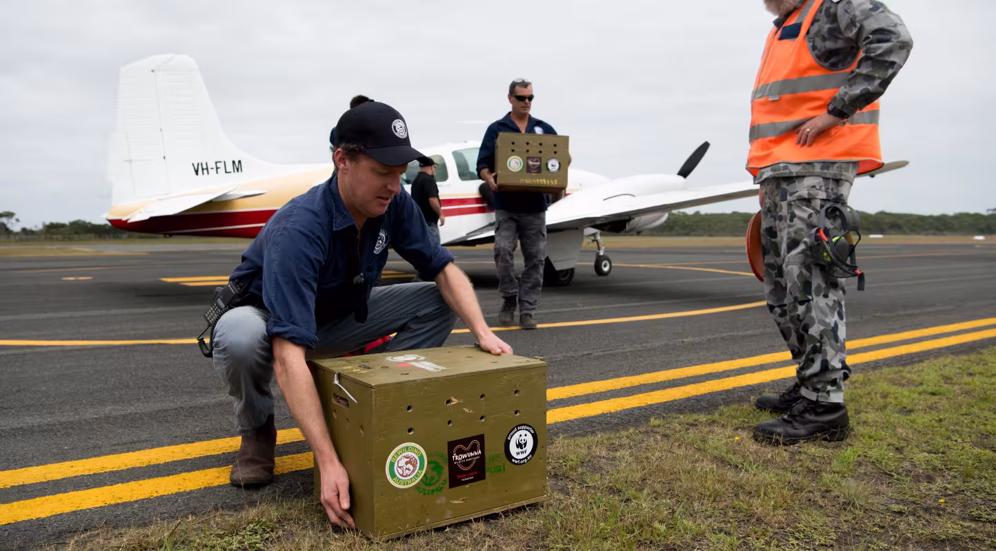 Rob Brewster, directeur de Rewilding Australia déchargeant l'un des transporteurs de chats marsupials (Australie)