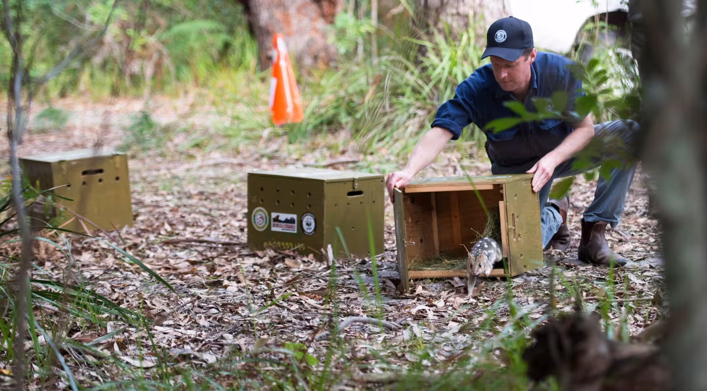 Un chat marsupial (Dasyurus maculatus) est relâché dans la nature (Australie)