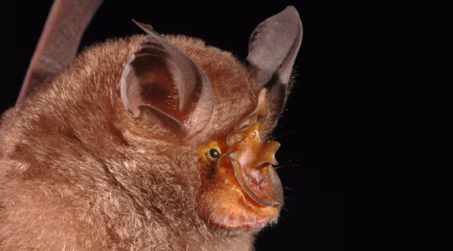 Chauve souris de montagne (Rhinolohus monticolus), Grand Mékong