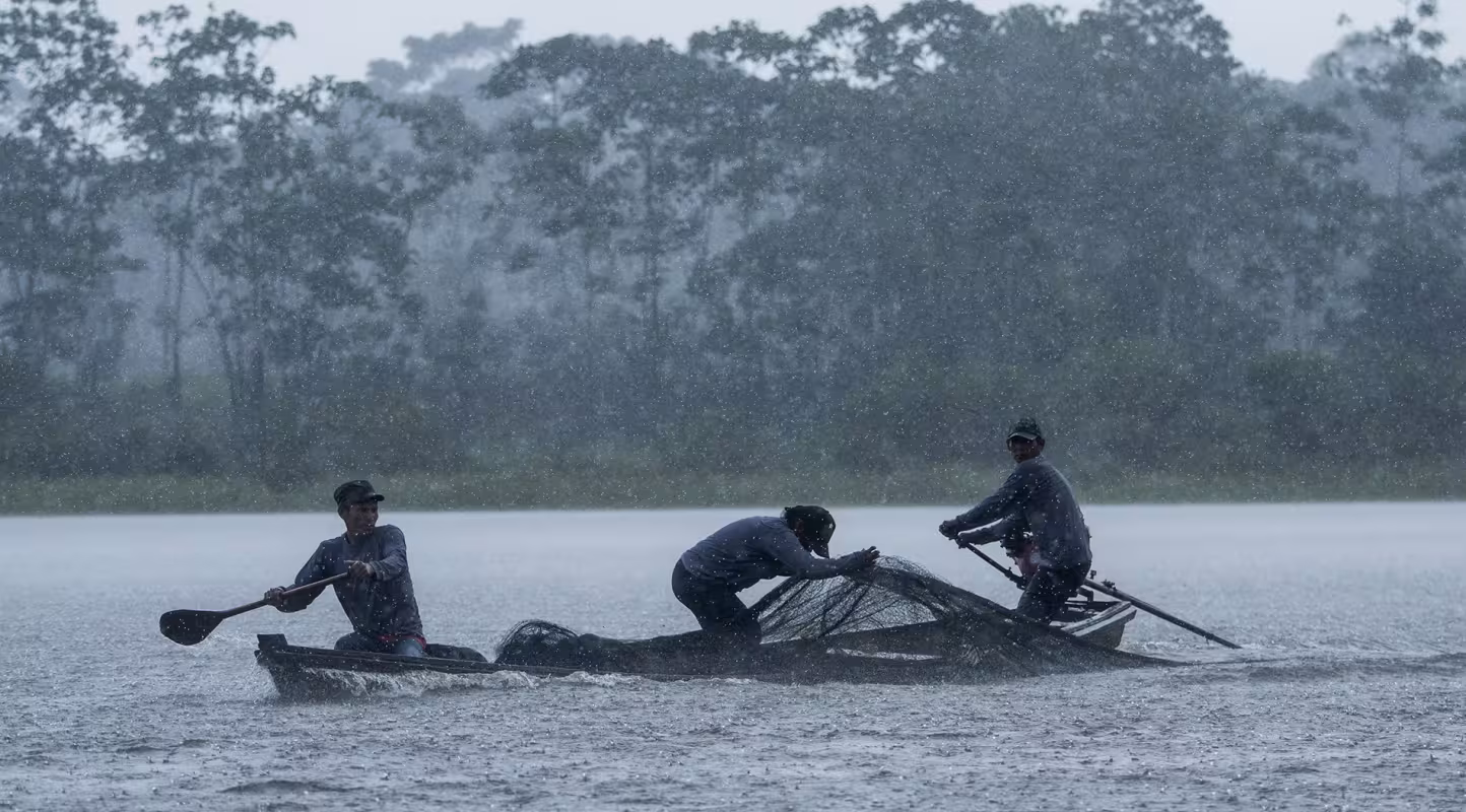 Pose de filet pour capturer et baliser des dauphins de l'Amazone, Colombie