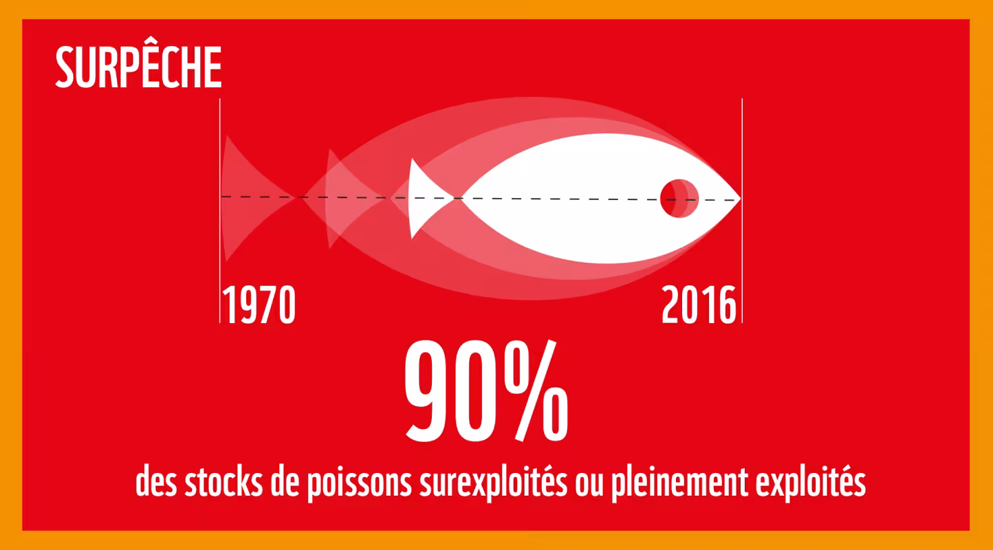 La surpêche : l'une des cinq grandes menaces induites par notre consommation de produits de la mer sur les océans