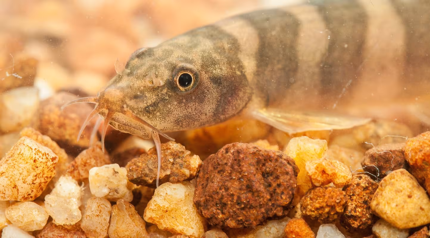 Schistura kampucheensis, Grand Mekong
