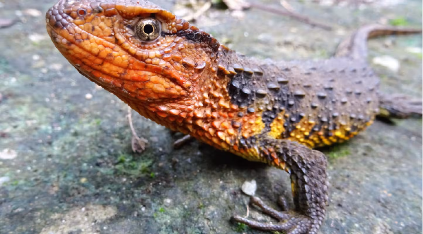 Lézard crocodile (Shinisaurus crocodilurus vietnamensis), Grand Mekong