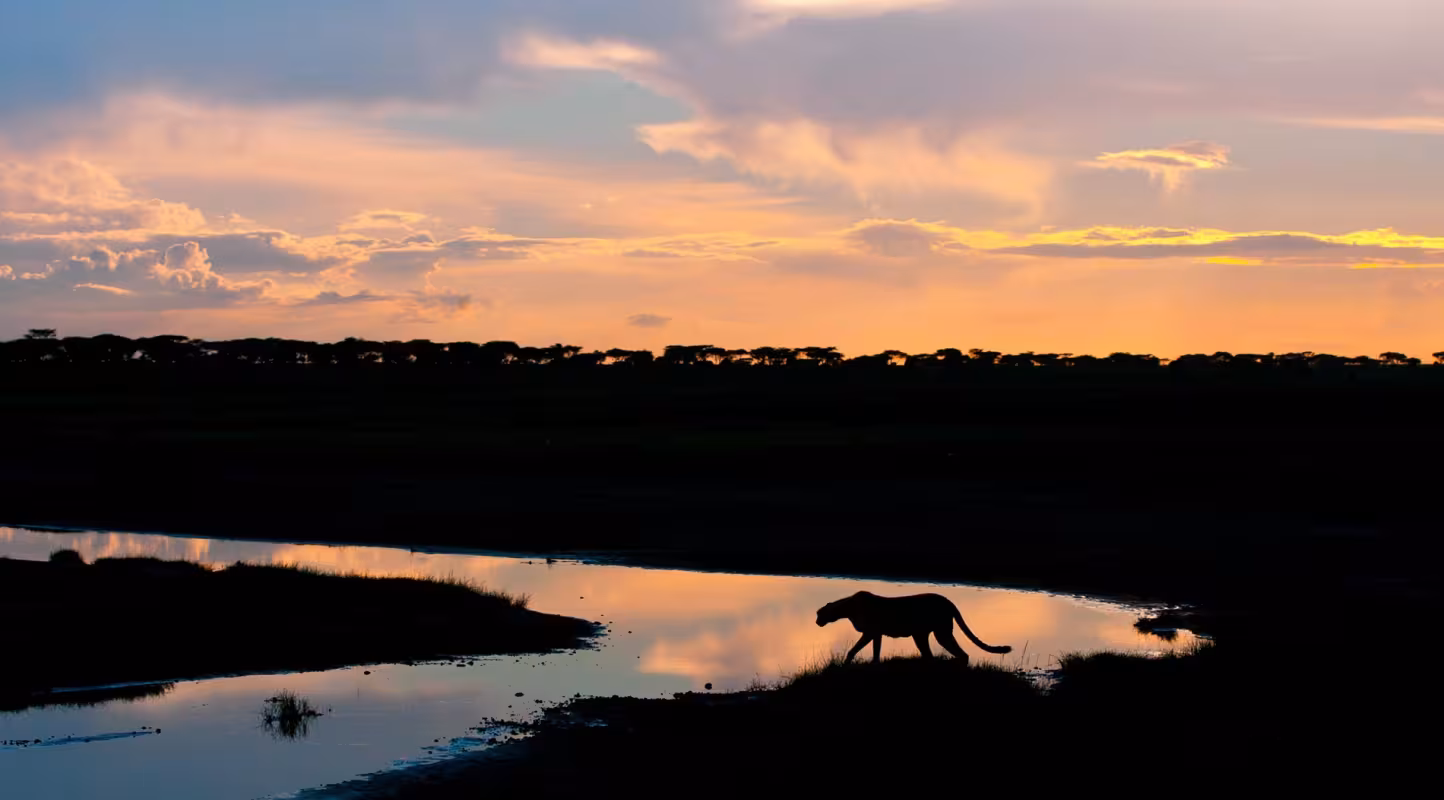 Silhouette de Guépard au soleil couchant