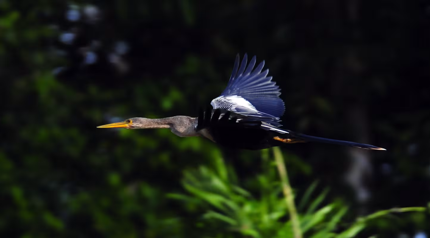 Anhinga d'Amérique (Anhinga anhinga) en plein vol dans le lac Tarapoto en Amazonie