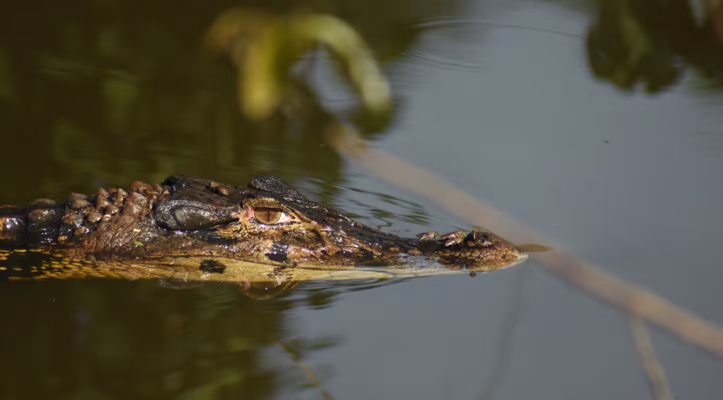 Caïman noir (Melanosuchus niger) dans le lac Tarapoto en Amazonie du Nord