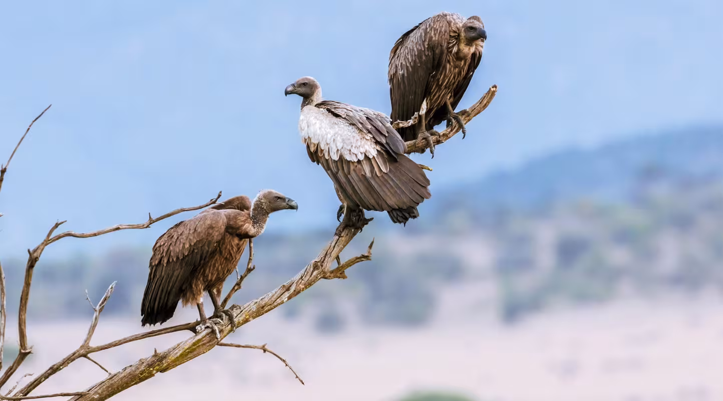 Trois vautours à dos blancs (Gyps africanus) sont posés sur une branche au Kenya.