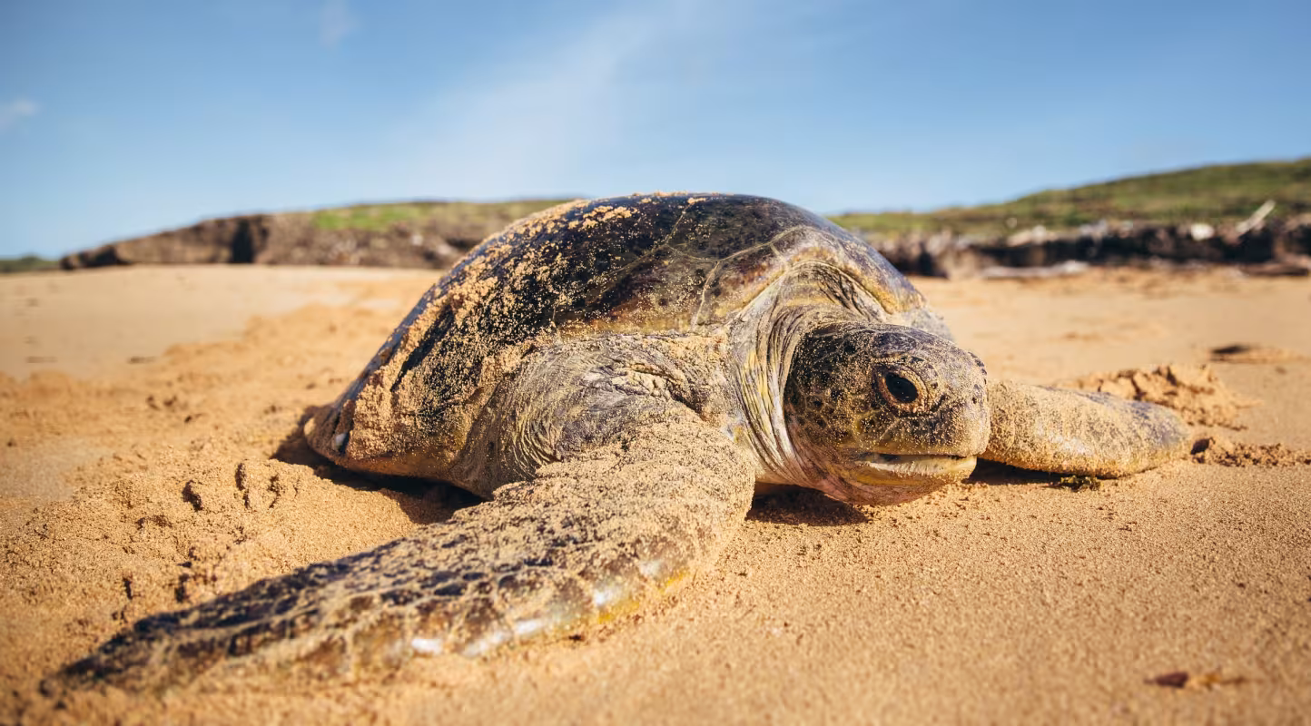 Tortue verte (Chelonia mydas)