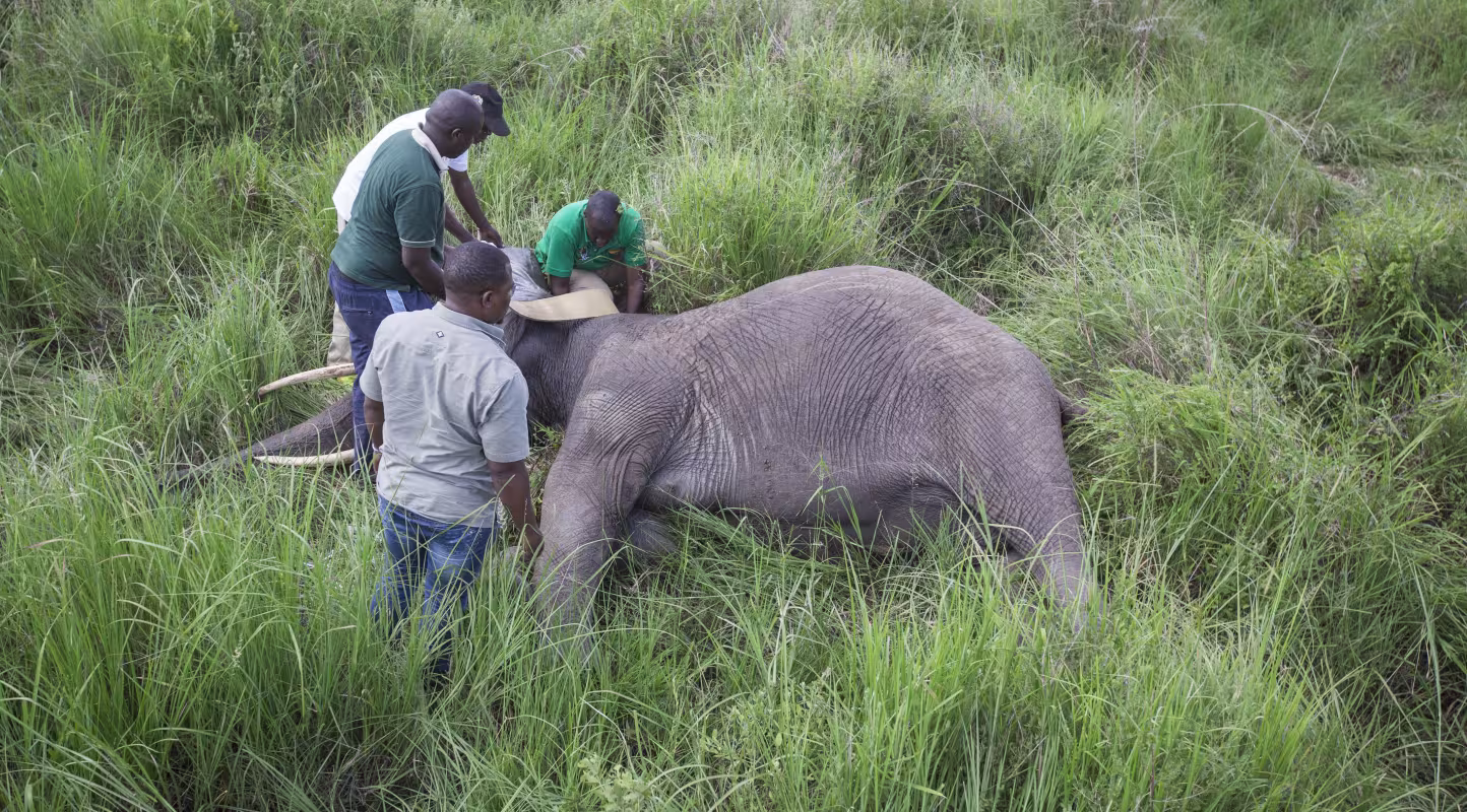 Un groupe de personnes attache un collier GPS à un éléphant (Loxodonta) dans le Parc national de Mikumi (Tanzanie)