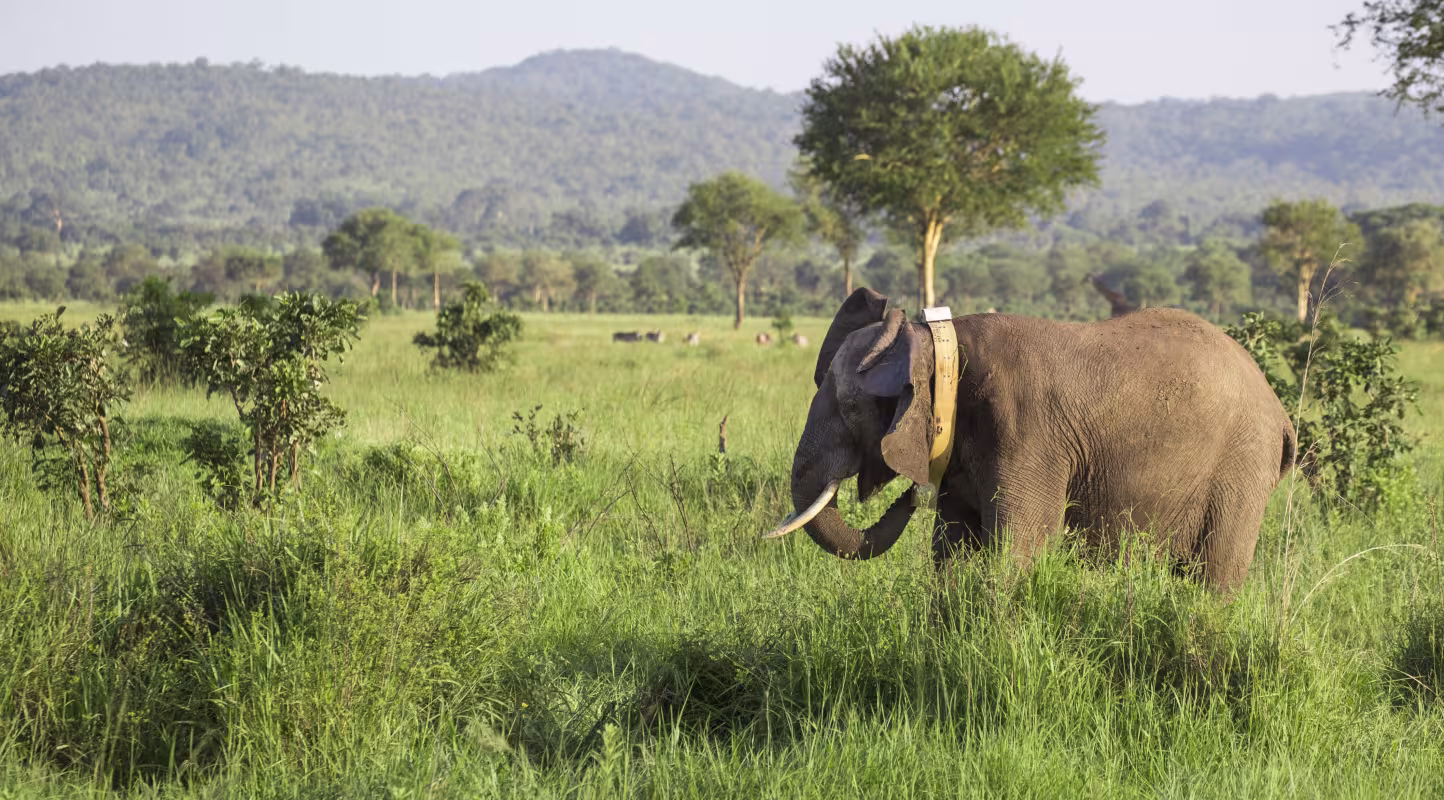 Un éléphant (Loxodonta) se réveille pour la première fois avec un collier GPS dans le Parc national de Mikumi (Tanzanie)