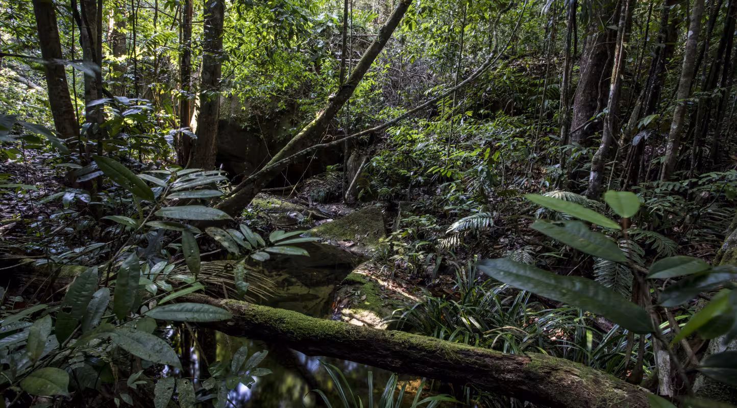 Forêt de Guyane