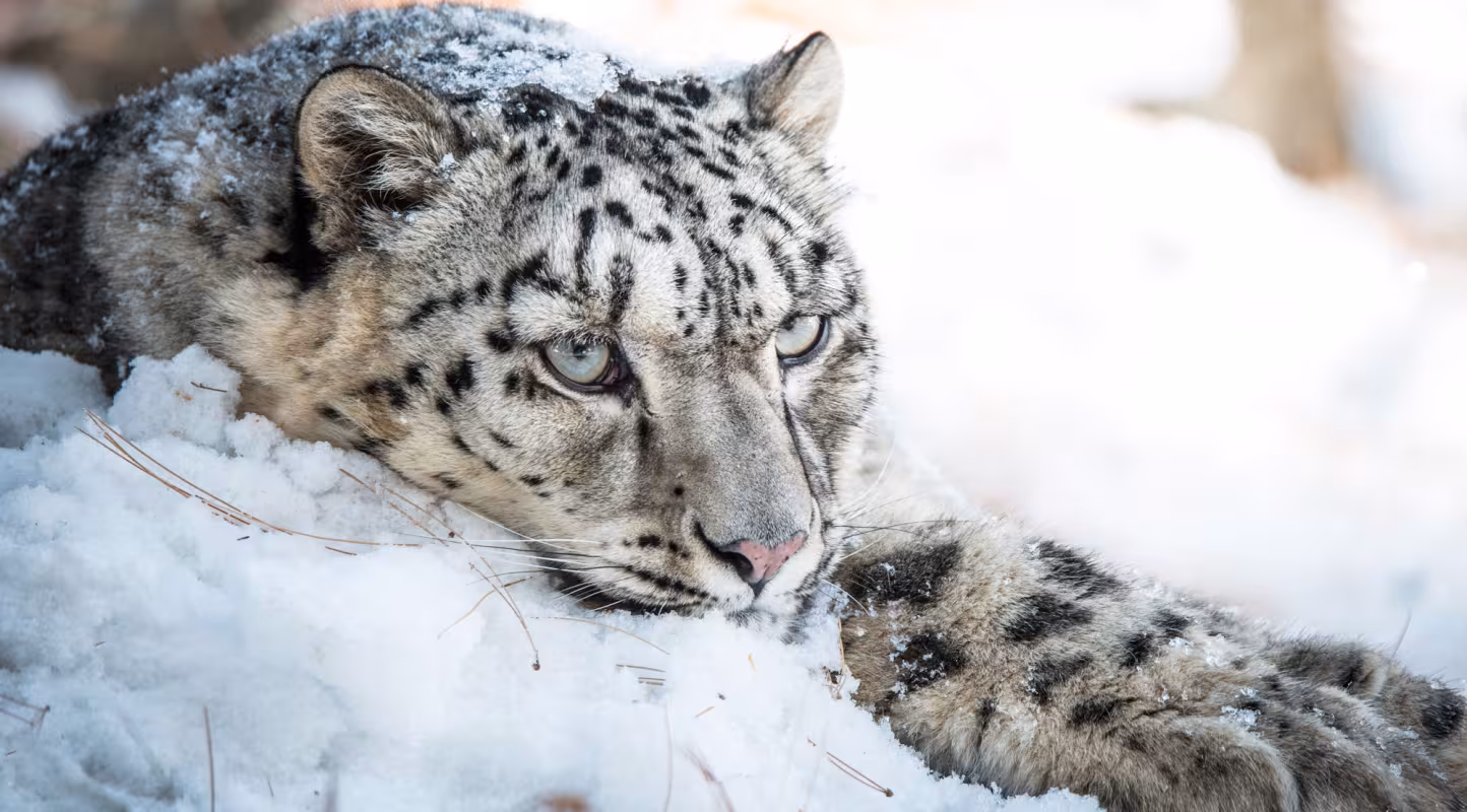 Snow leopard, pakistan