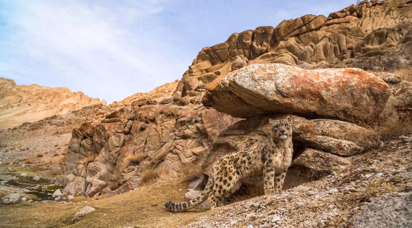 Snow leopard standing beside boulder in rocky landscape of Himalayas