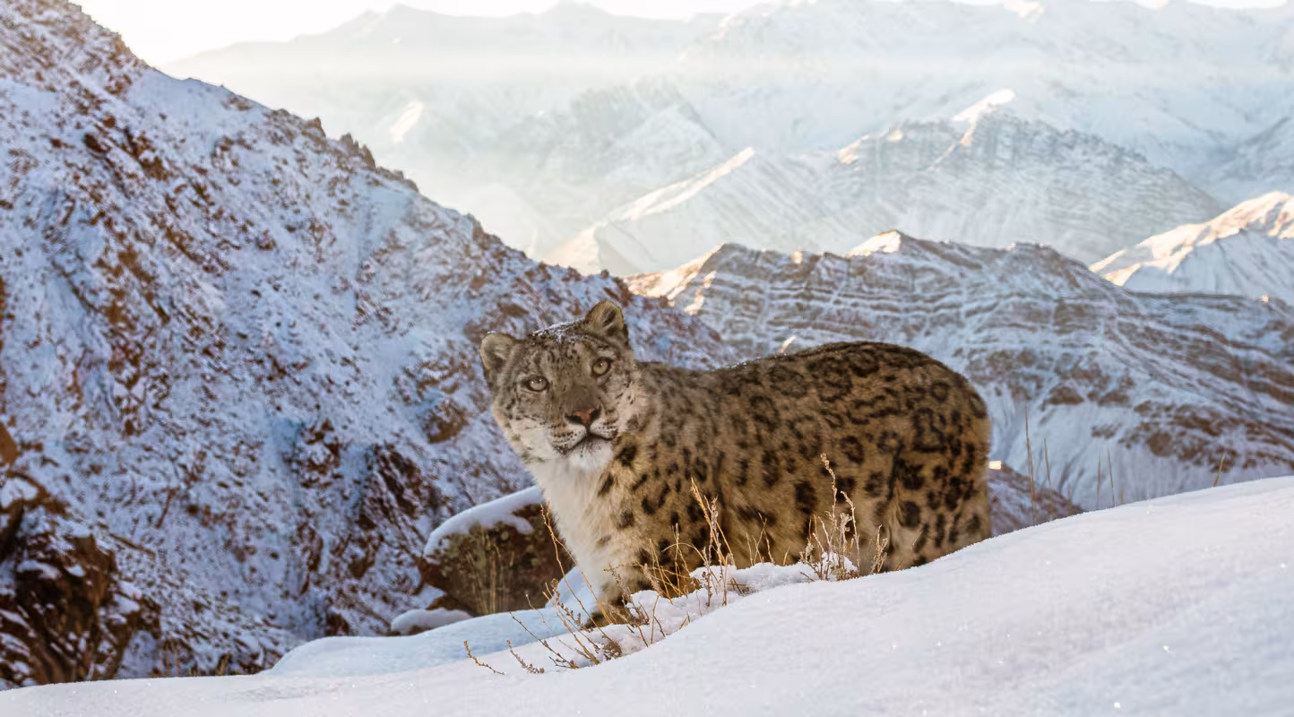 Léopard des neiges dans l'Himalaya