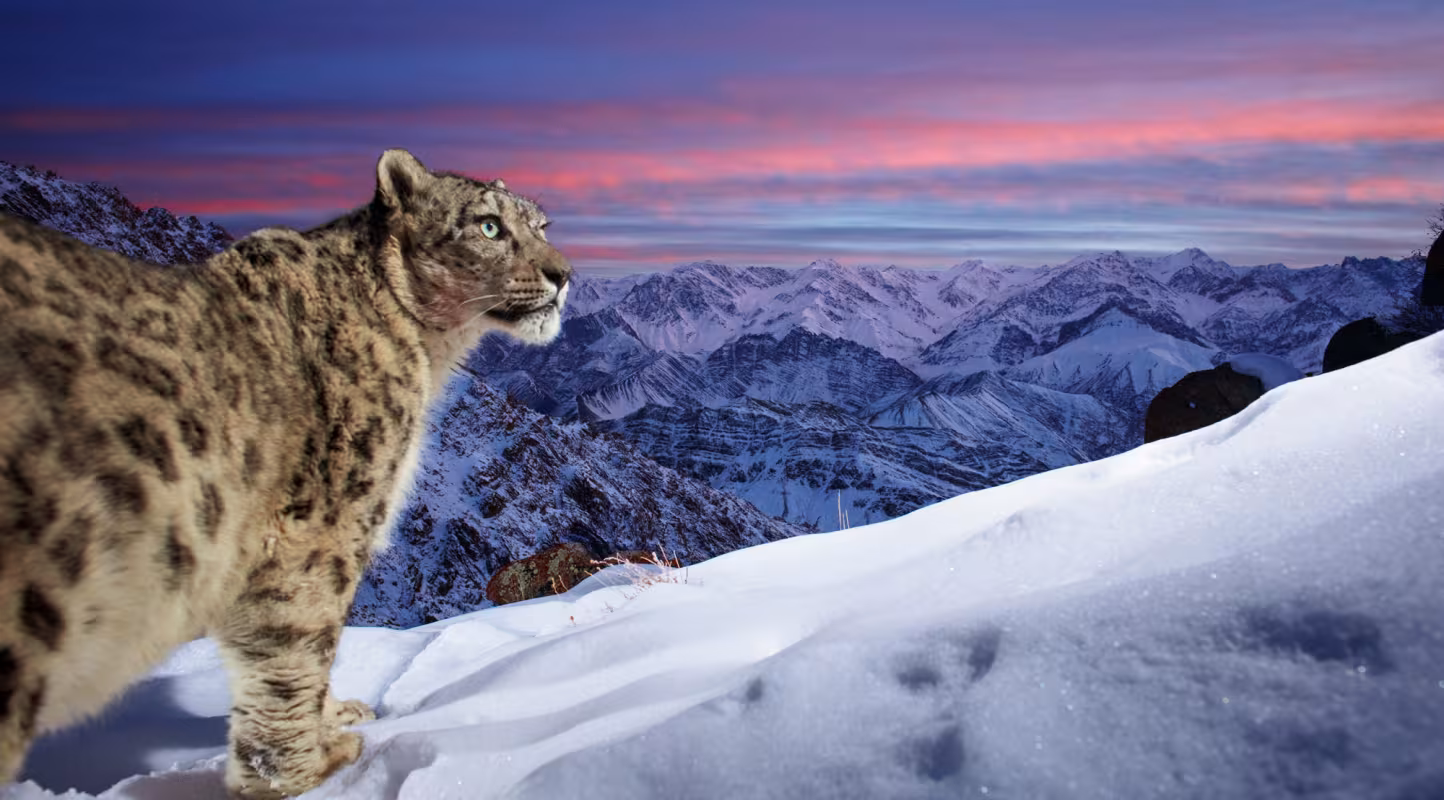 Léopard des neige sur l'Himalaya