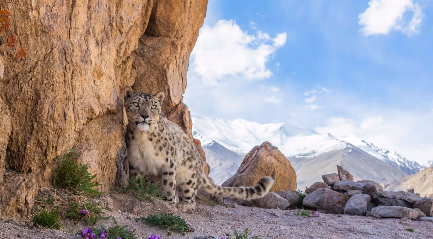 A wild snow leopard in the Indian Himalayas
