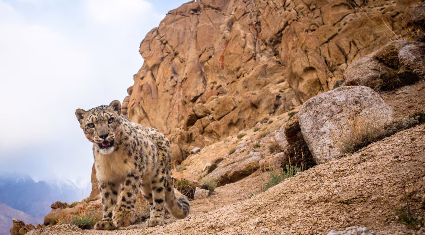 A wild snow leopard triggers a DSLR camera trap high up in mountains of Ladakh in the Indian Himalayas.