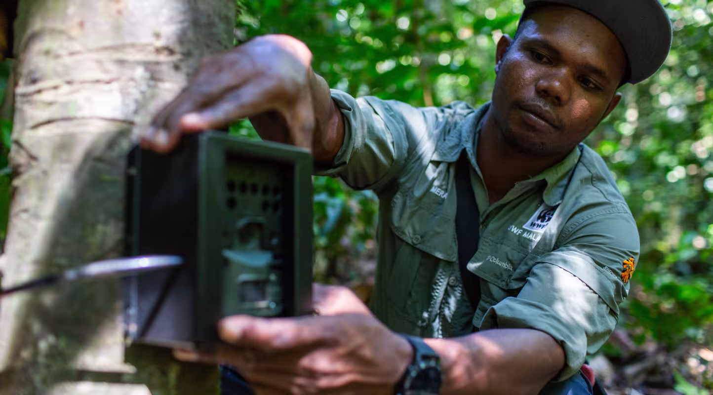 Pose d'une caméra trap pour capturer un tigre de malaisie