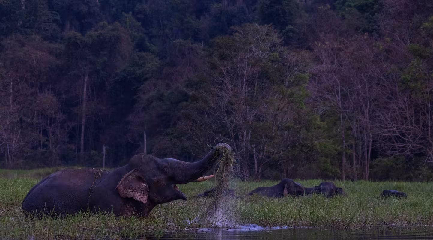 éléphants au Royal Belum State Park