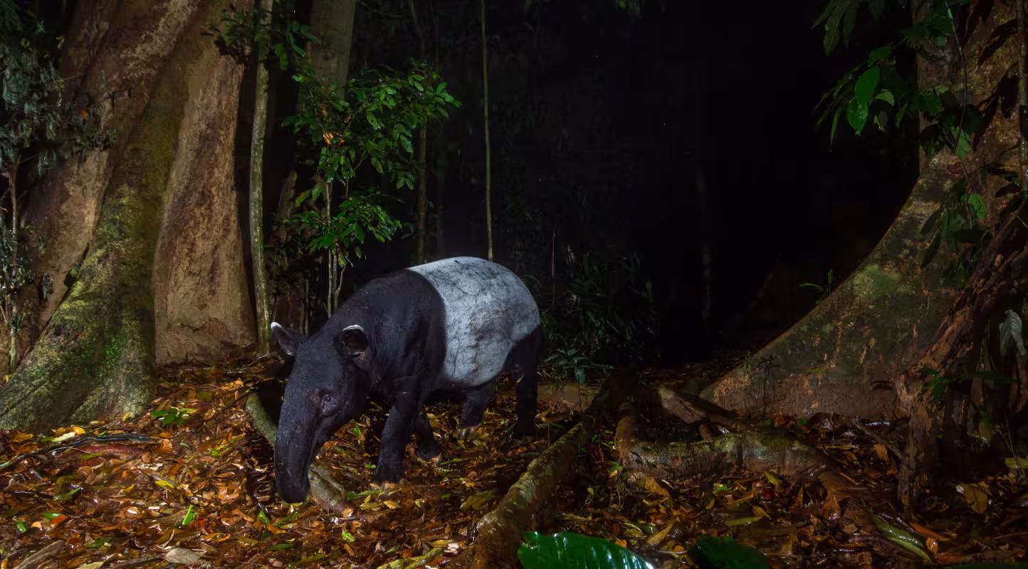 Tapir, Malaisie
