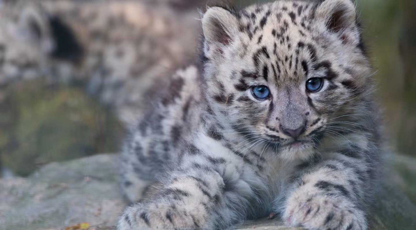 bébé léopard des neiges