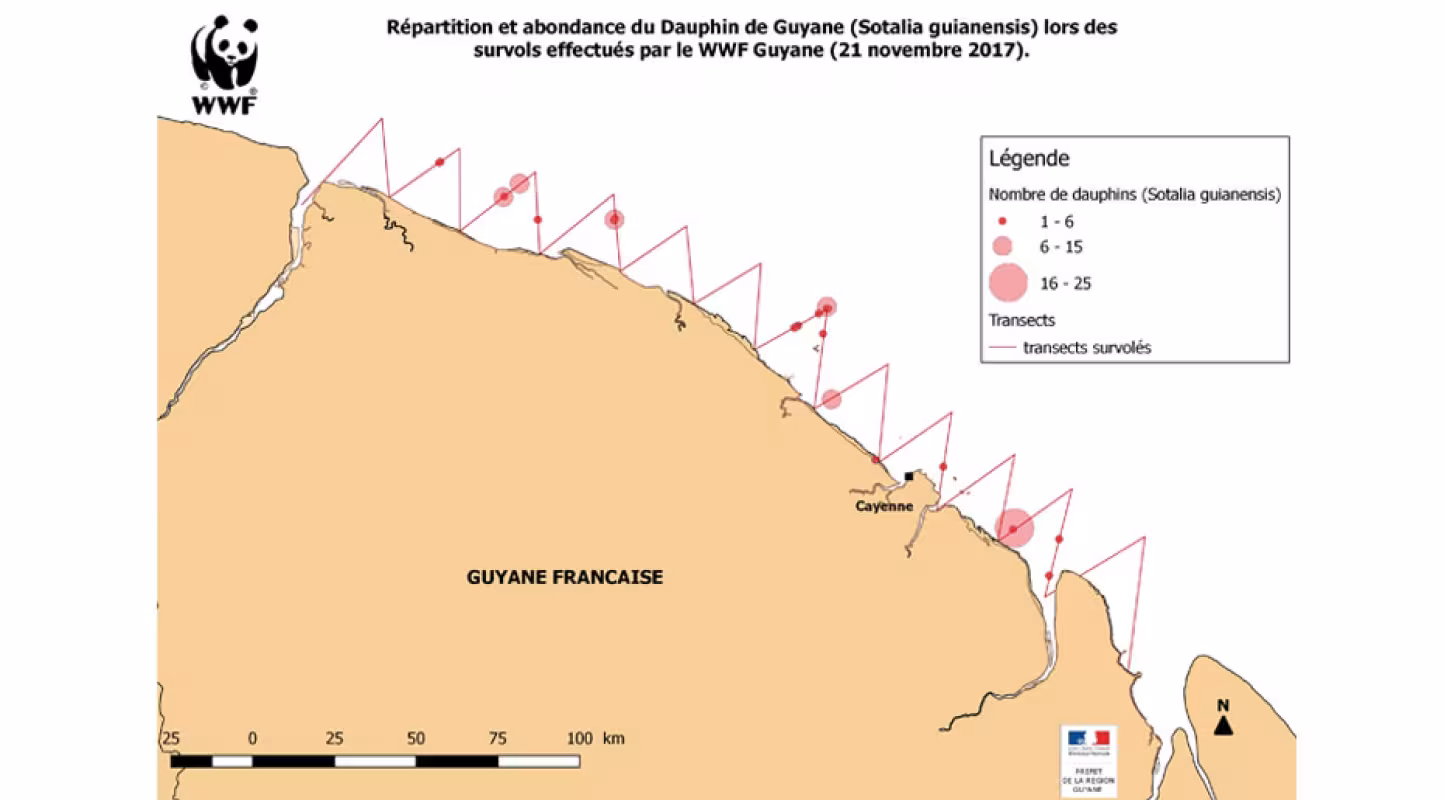La carte de répartition et abondance des sotalies du survol de novembre 2017, le long du littoral guyanais, de l’estuaire du Maroni jusqu’à l’Oyapock. 