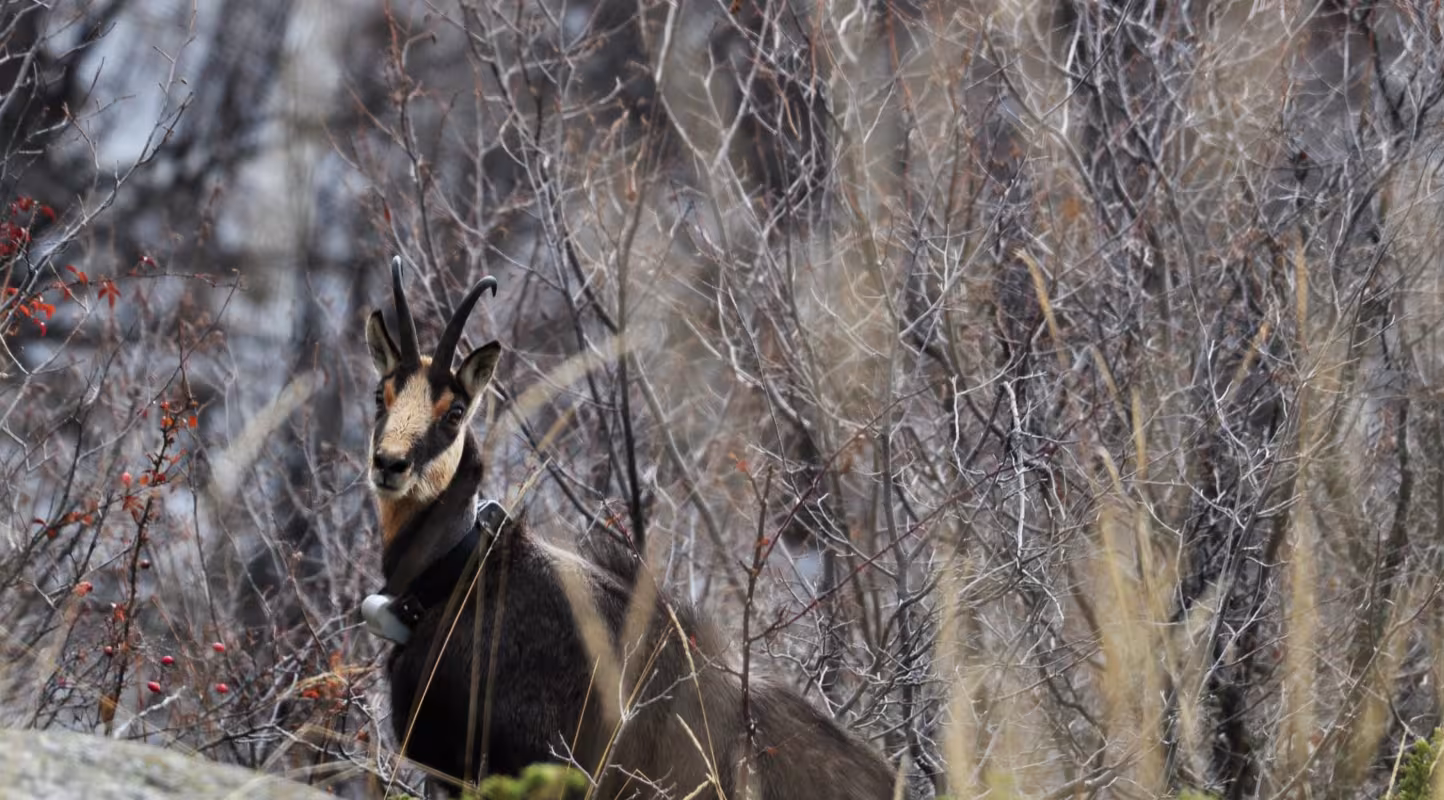 Chamois caché entre les branches d'arbres dans le Parc national de Pirin