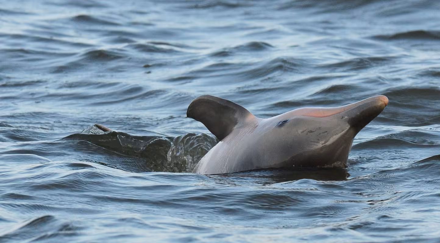 Dauphin de Guyane (Sotalia guianensis) observé par l'équipe du WWF Guyane (Guyane Française)