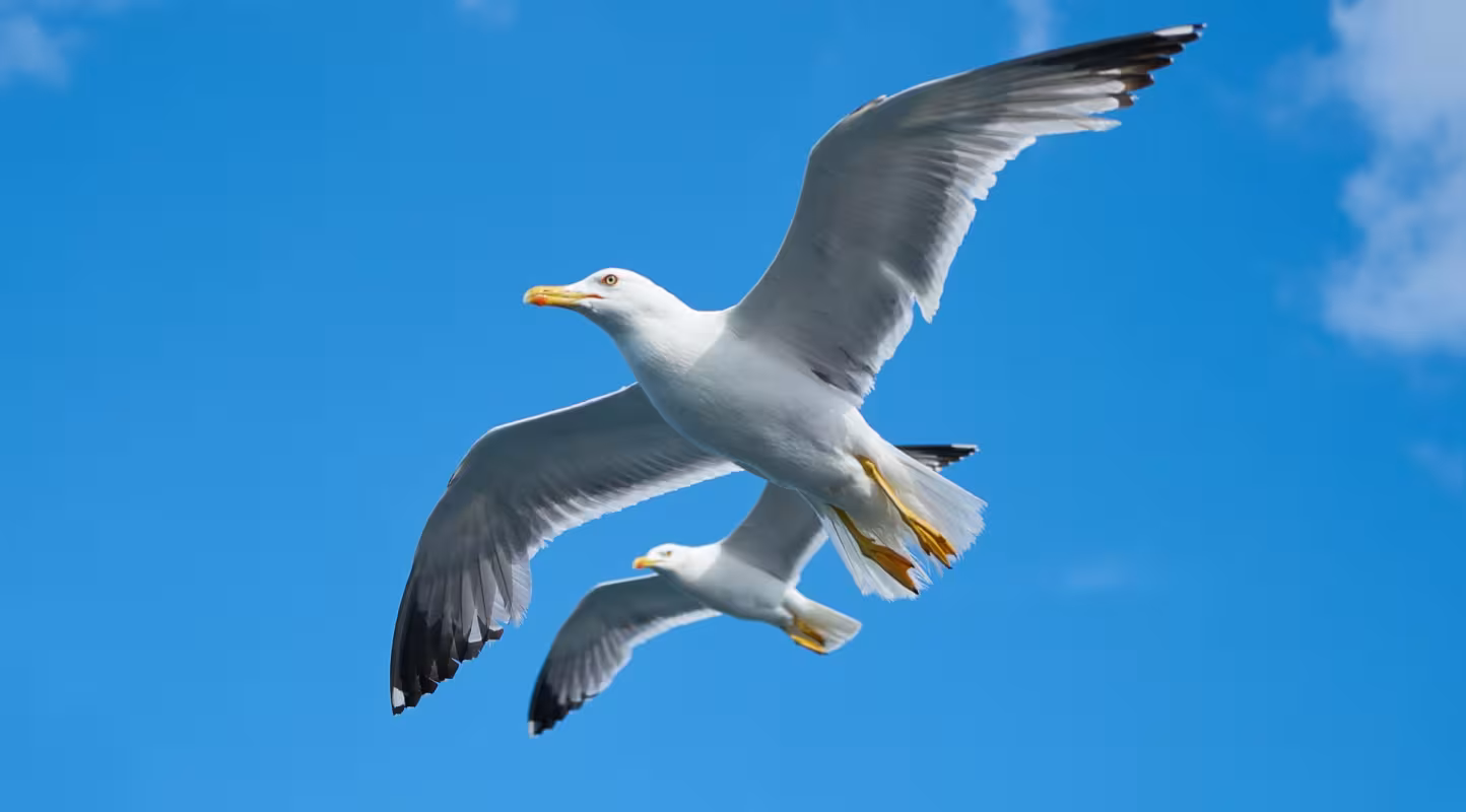 Deux goélands argentés (Larus argentatus) en vol