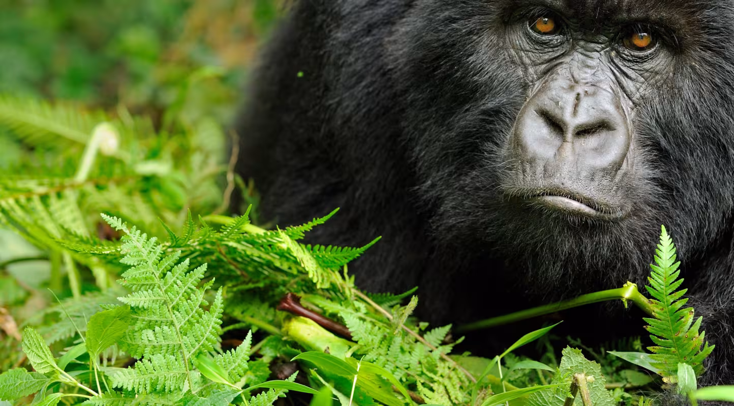 Portrait d'un gorille de montagne  (Gorilla beringei beringei) du Virunga (Rwanda)