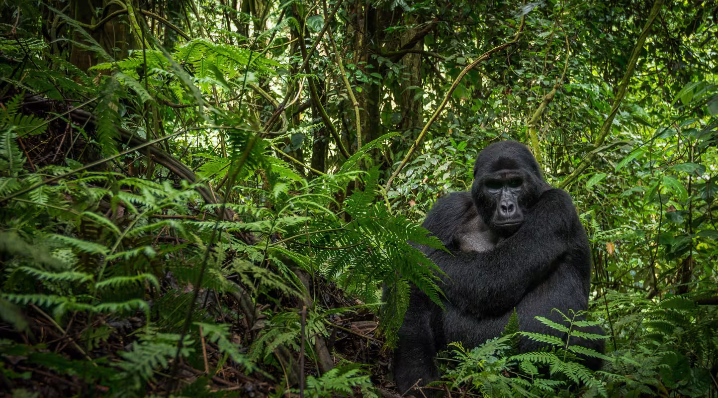 Gorille des montagnes (Gorilla beringei beringei) assis dans la forêt (Ouganda)