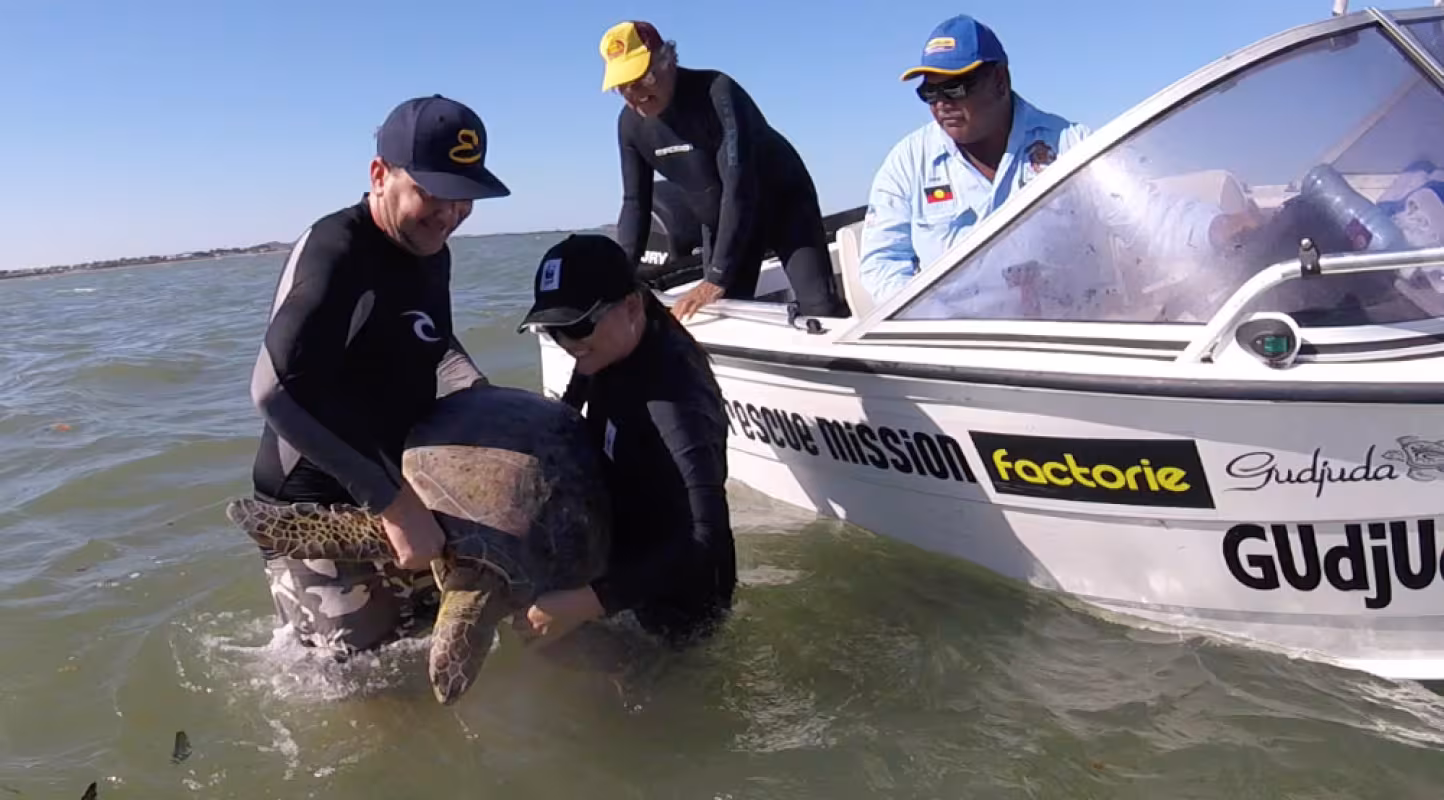 L'équipage relâche la tortue marine après marquage.