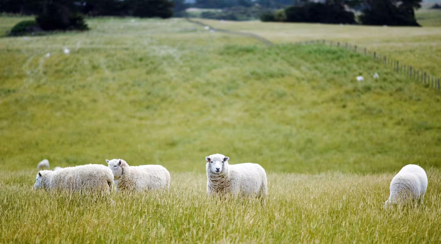 Des moutons dans un champ en Nouvelle-Zélande