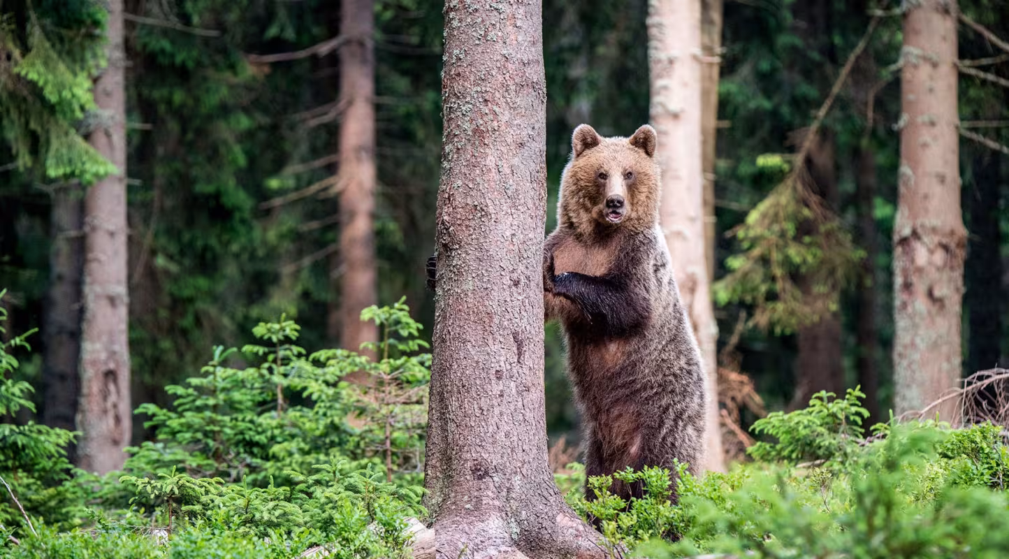 Ours brun (ursus arctos) dressé et accroché à un tronc d'arbre dans la forêt