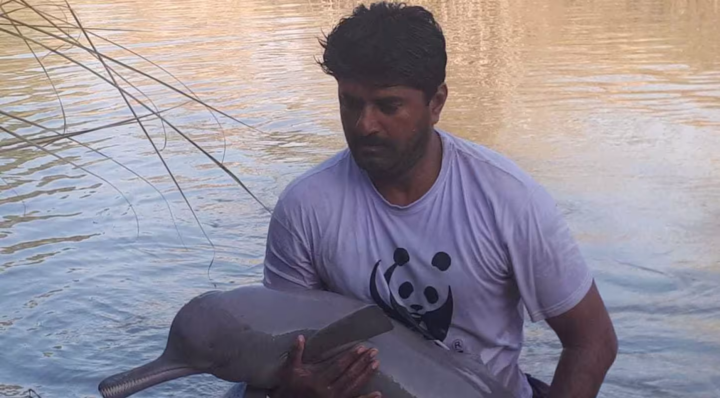 Un membre du WWF Pakistan sauve une femelle dauphin (Platanista minor) dans le fleuve de l'Indus.