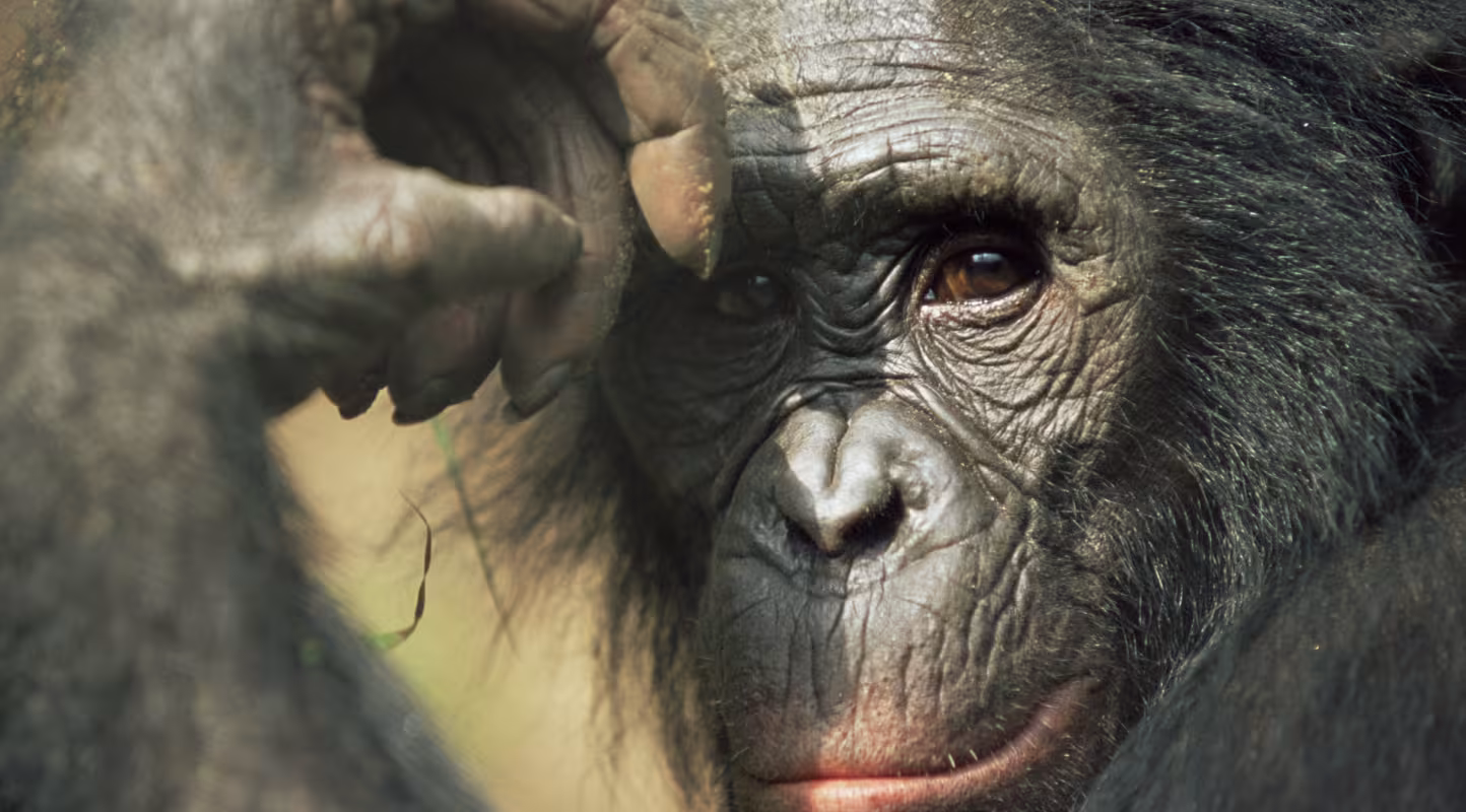 Portrait d'un bonobo (Pan paniscus) (République démocratique du Congo)