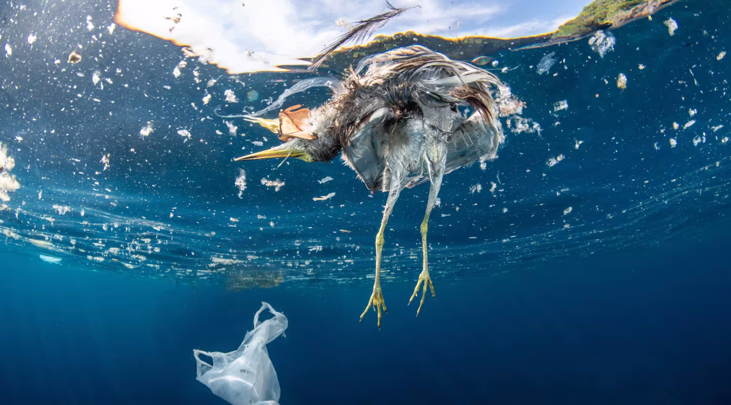 Un oiseau mort après avoir ingéré du plastique