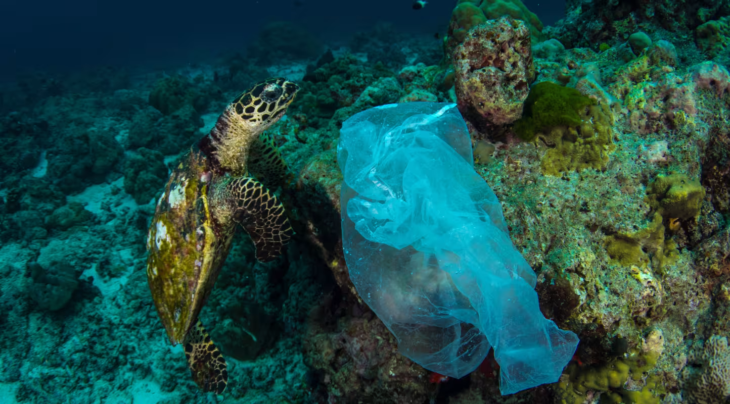 Une tortue rencontre un sac plastique dans son habitat naturel.