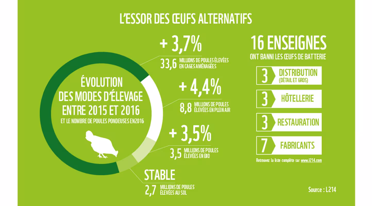 Infographie 10 signaux : le déclin des oeufs de batterie