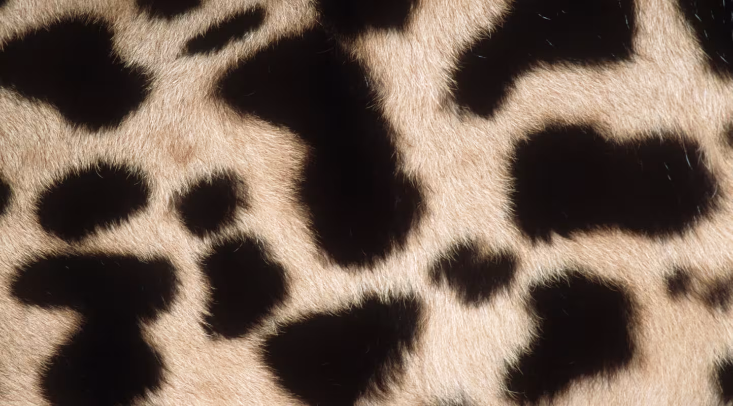 Texture tâches de guépard