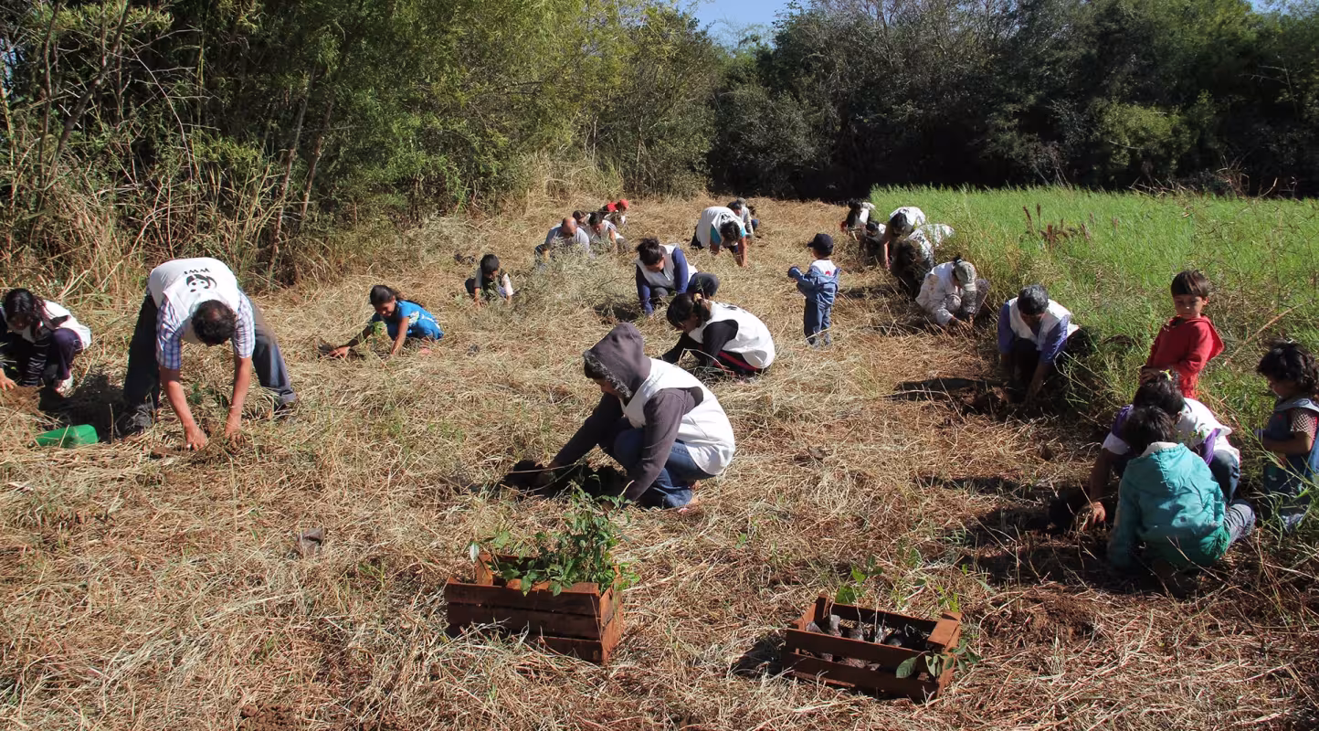 Opération de plantation d'arbres, forêt atlantique, Haut Paraná 