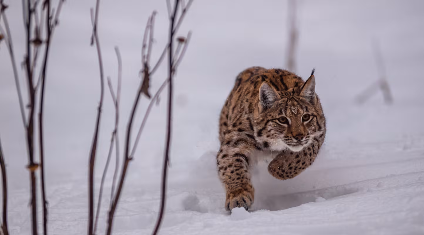 Lynx boréal (Lynx lynx) courant dans la neige 